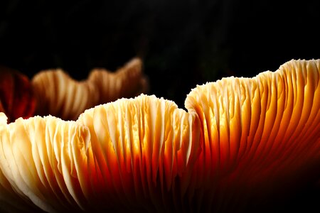 Disc fungus autumn macro photo