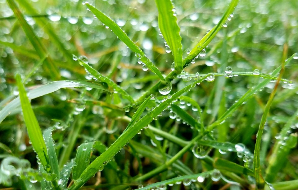 Drops green grass