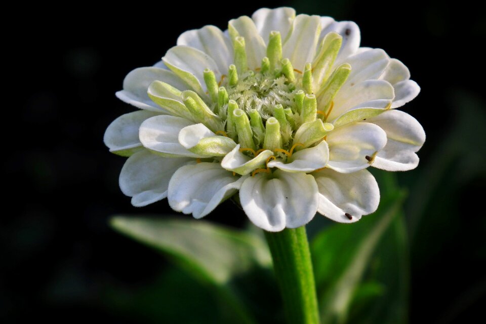 Summer garden closeup