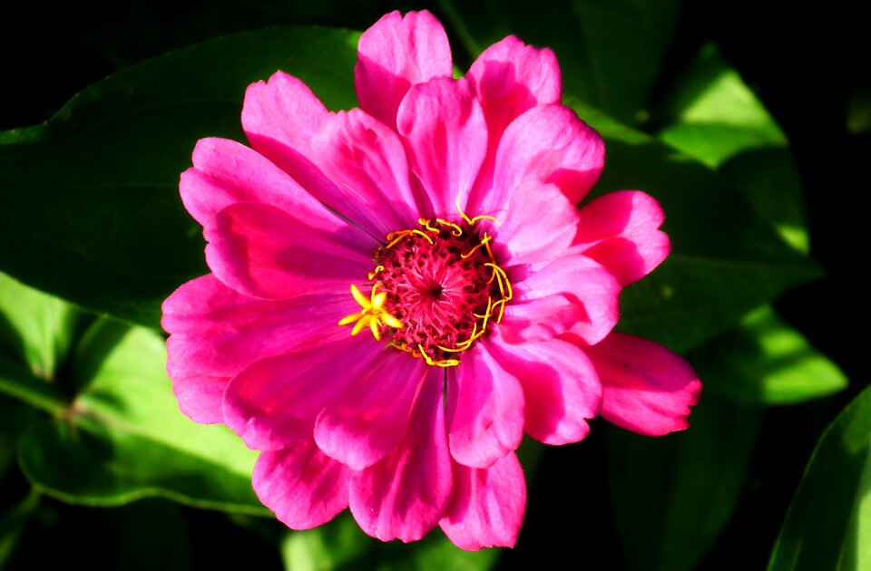 Nature macro garden