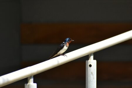 Yan swallow wild animal