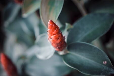 Stamen pistil blossomed