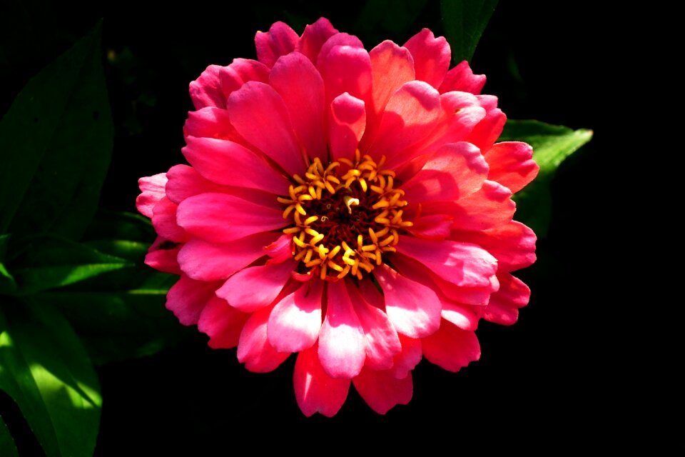 Macro nature blooming