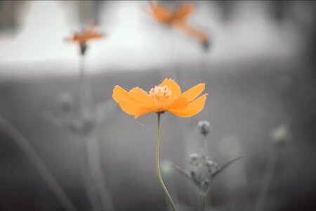 Stamen pistil blossomed