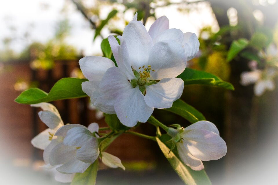Garden flowers blossom