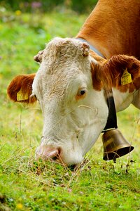Agriculture meadow pasture
