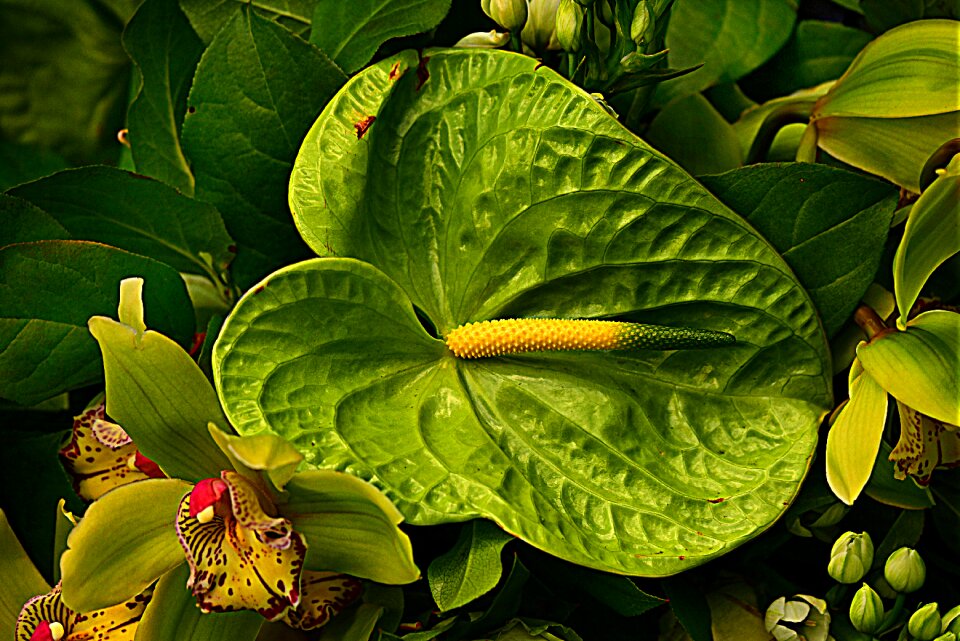 Stamen plant green