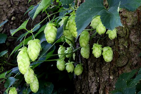 Hop cones plant hop