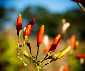 Chilli peppers nature photo