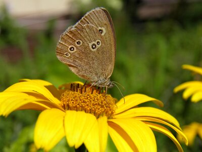 Butterflies summer nature