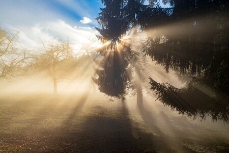 Fog forest sky