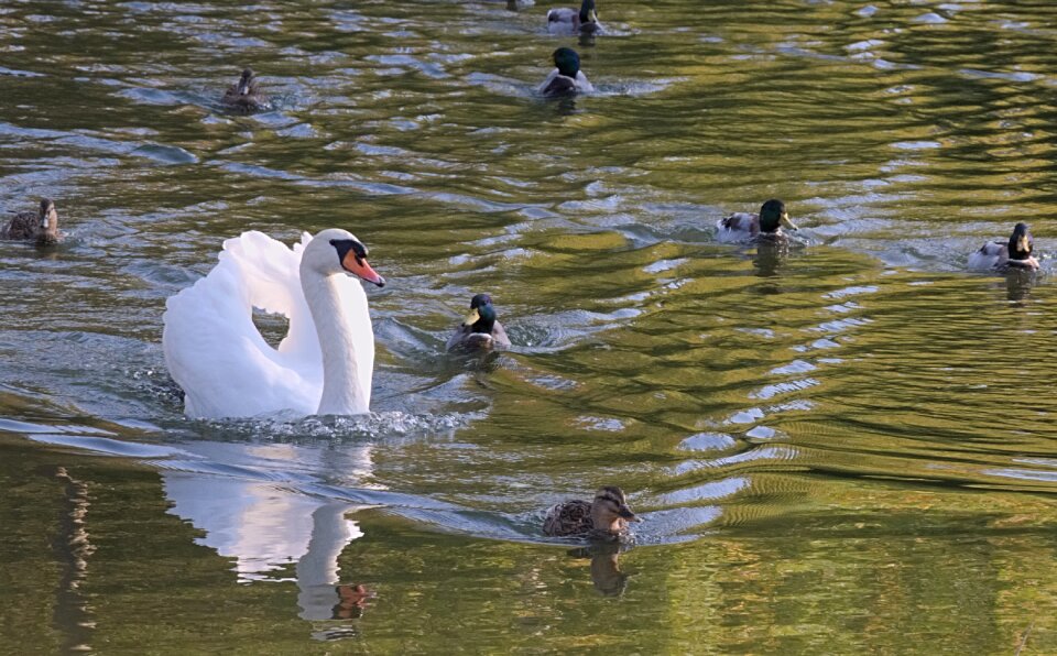 Entourage ducks swim