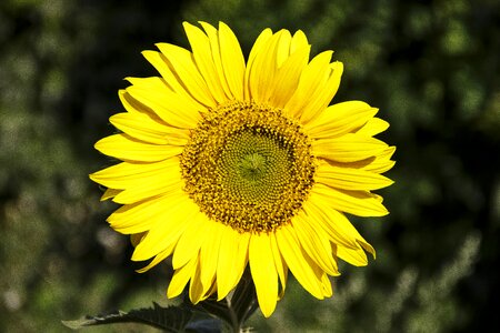Yellow large bright