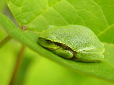 Leaf amphibians green