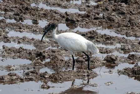 Oriental white ibis threskiornis melanocephalus wader