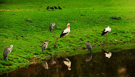 Animal wildlife standing