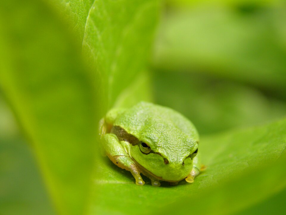 Leaf amphibians green