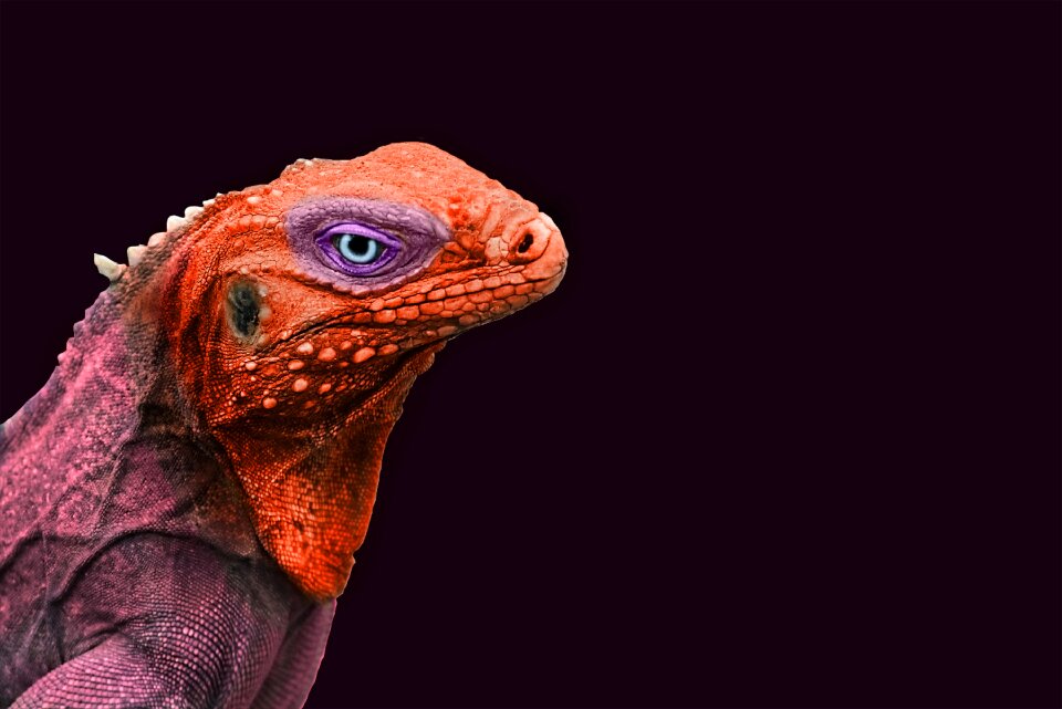 Reptile lizard dragon