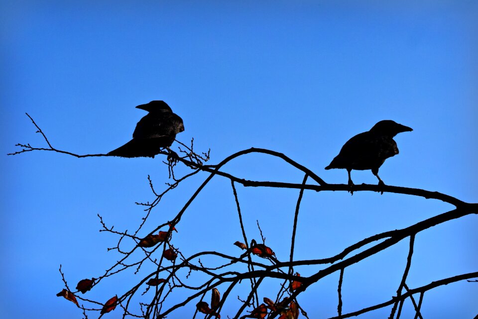 Corvus branch sitting