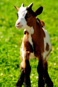 Green grass animal photo