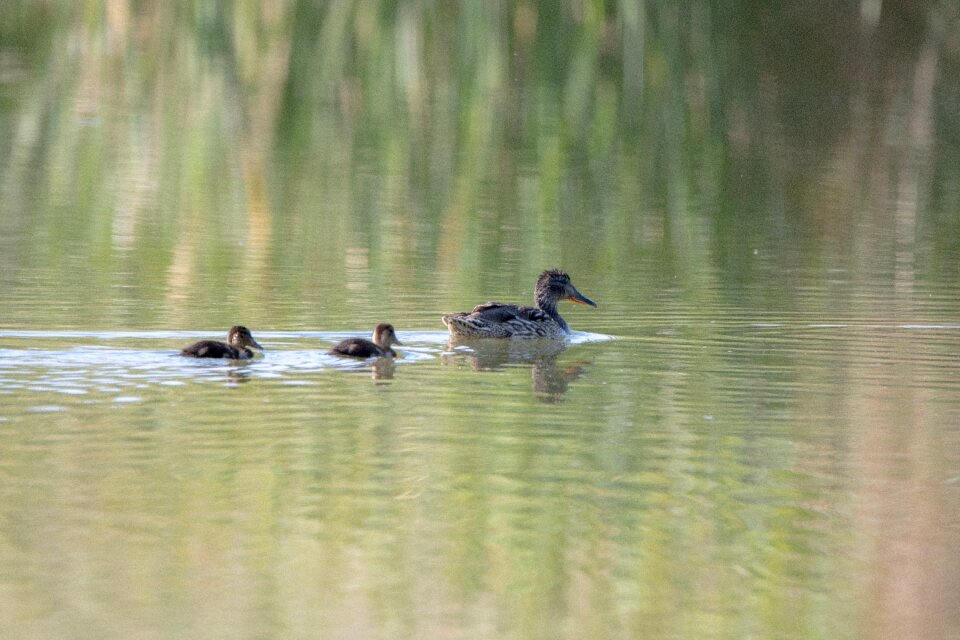 Waterfowl nature pond