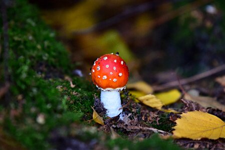 Spotted red forest