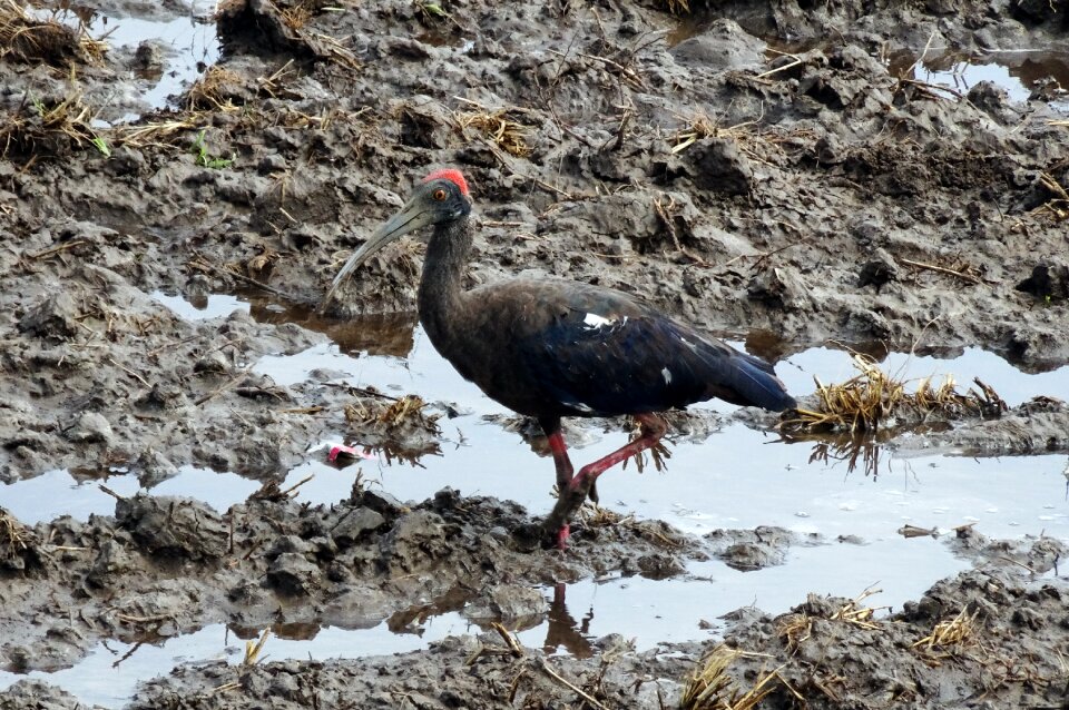 Indian black ibis black ibis ibis