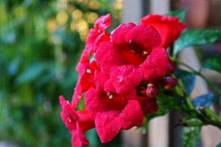 Trumpet shaped bright bell shaped