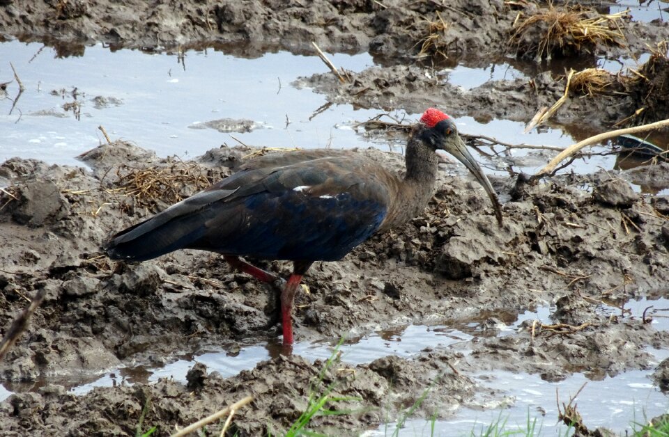 Indian black ibis black ibis ibis
