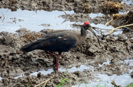 Indian black ibis black ibis ibis
