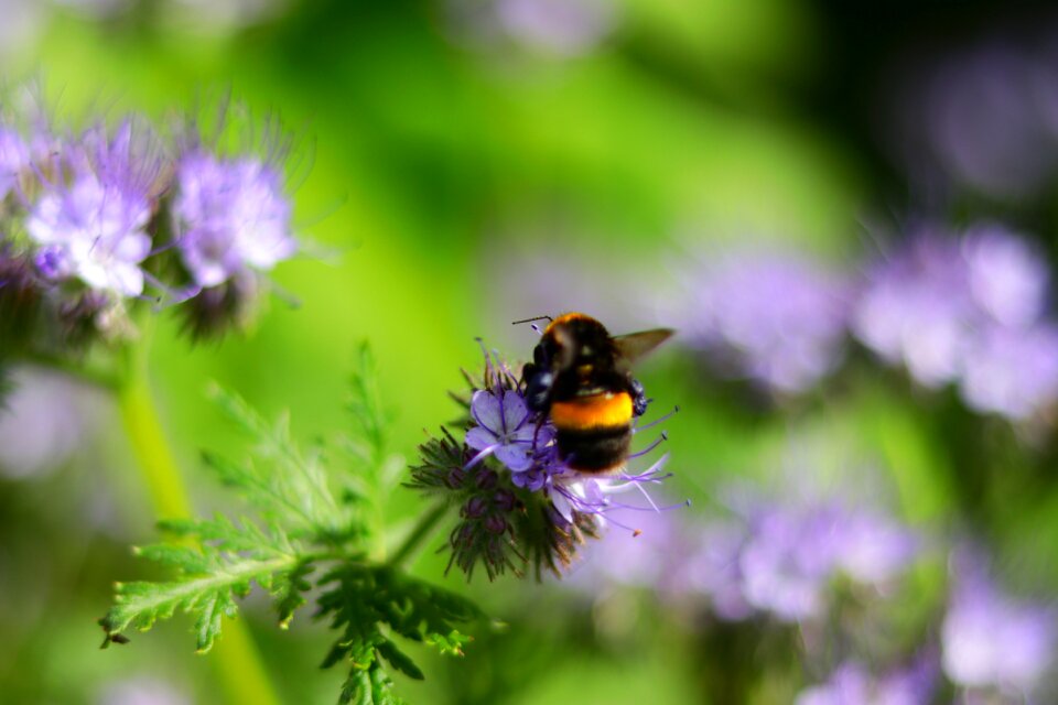 Honey insect nectar