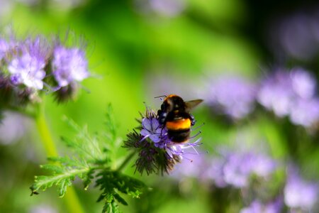 Honey insect nectar photo