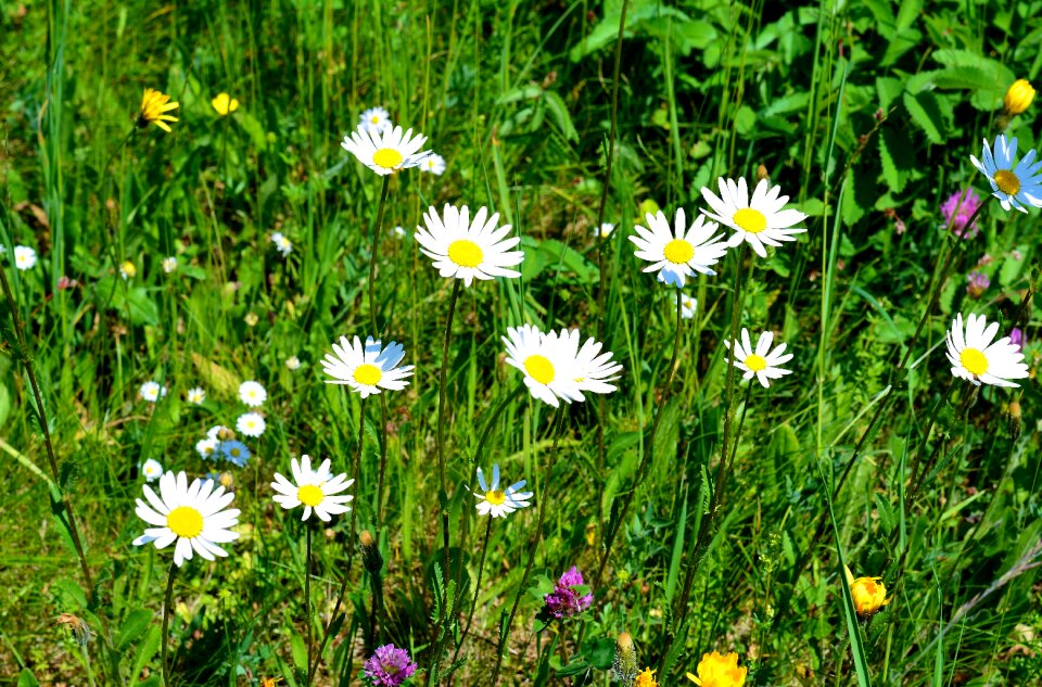 Spring flowers daisies