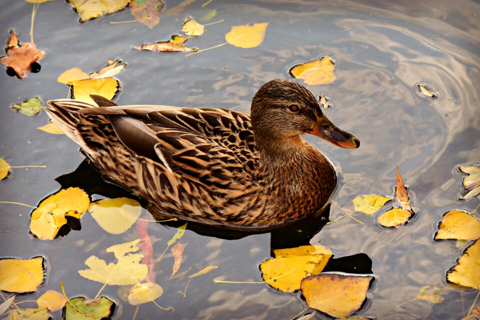 Female water bird swimming