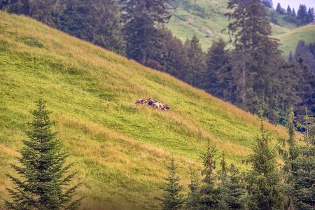 Moleson alpine grass photo