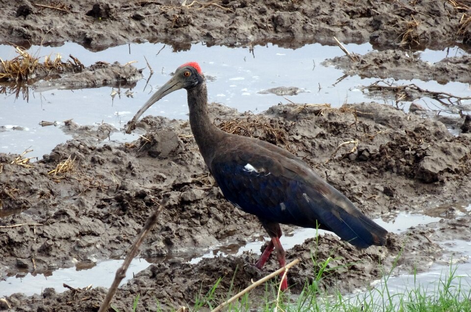 Indian black ibis black ibis ibis