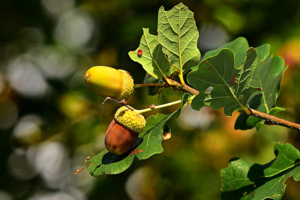 Tannin food nutrition
