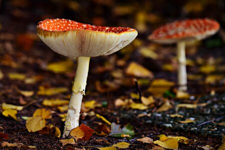 Spotted red forest