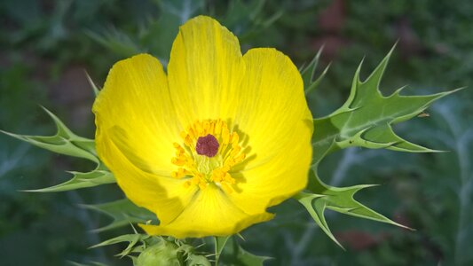Yellow flower yellow natural