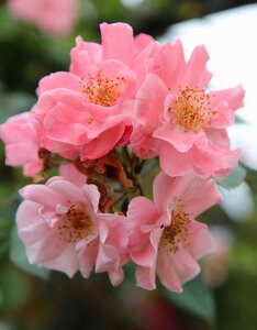 Small roses flowering climbing rose