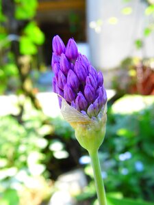 Allium onions garlic flower