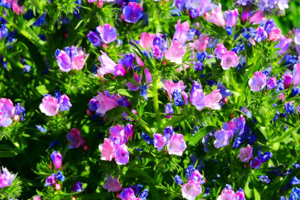 Blossom plant summer