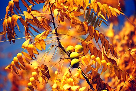 Nut food nutrition