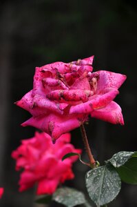 Roses pink roses red rose