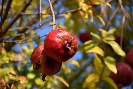 Pomegranate cyprus fruit