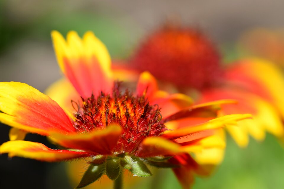 Red yellow garden