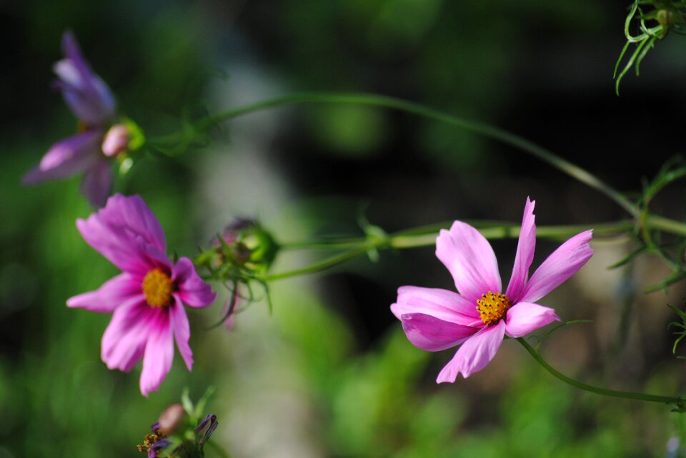 Nature flower summer photo