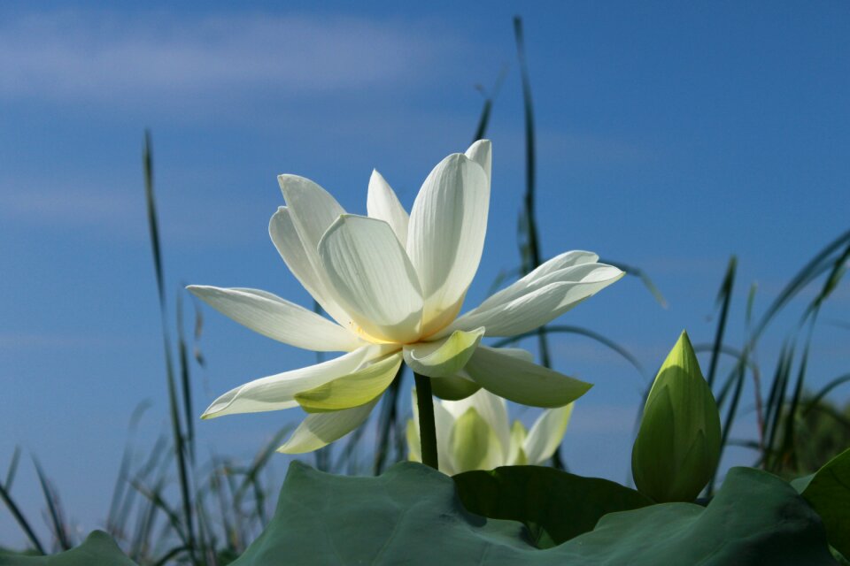Pond plants flower horn flowering