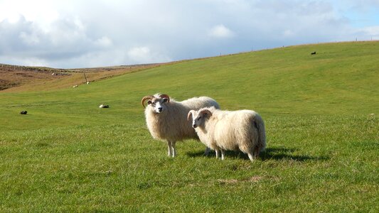 Livestock countryside landscape