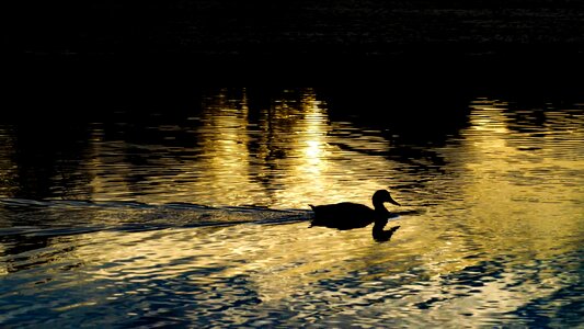 Nature creature swim